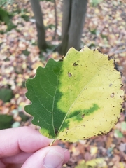 Stigmella assimilella