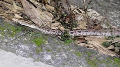 Protobothrops mucrosquamatus