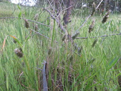 Enneapogon nigricans