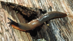 Krynickillus melanocephalus