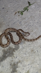 Protobothrops mucrosquamatus