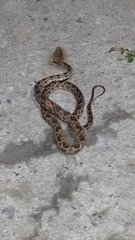 Protobothrops mucrosquamatus