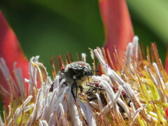 Trichostetha capensis