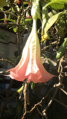 Brugmansia arborea