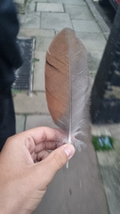 Alopochen aegyptiaca