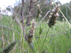 Enneapogon nigricans
