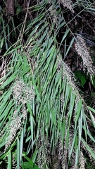 Arundo formosana