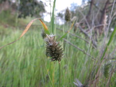 Enneapogon nigricans