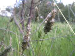Enneapogon nigricans
