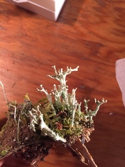 Cladonia phyllophora