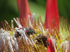 Trichostetha capensis
