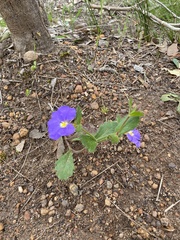 Scaevola calliptera