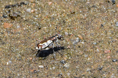 Cicindela hirticollis
