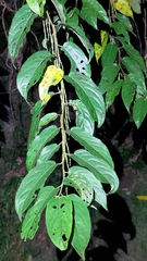 Stachyurus himalaicus