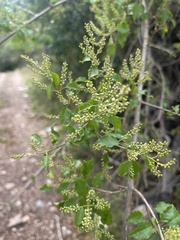 Combretum padoides