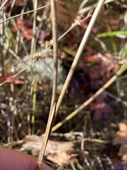 Juncus canadensis