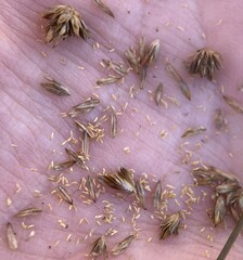 Juncus canadensis