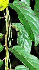 Stachyurus himalaicus