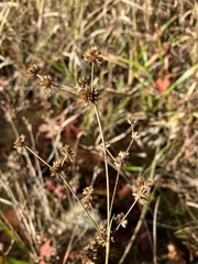 Juncus canadensis