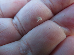 Enneapogon nigricans