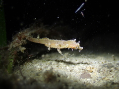 Idiotropiscis australe