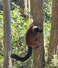 Varecia rubra