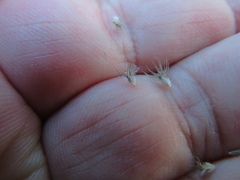 Enneapogon nigricans