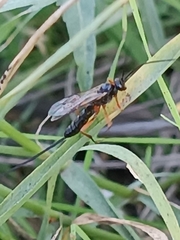 Pimpla rufipes