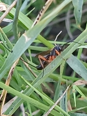 Pimpla rufipes