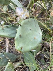 Opuntia stricta
