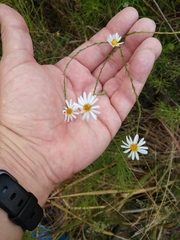 Symphyotrichum adnatum
