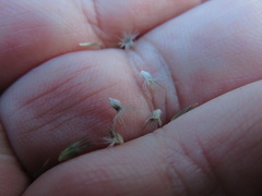 Enneapogon nigricans