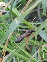 Pimpla rufipes