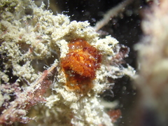 Madrella ferruginosa