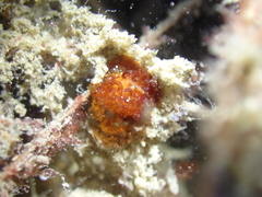 Madrella ferruginosa