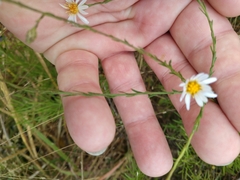 Symphyotrichum adnatum