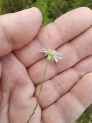 Symphyotrichum adnatum