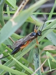 Pimpla rufipes