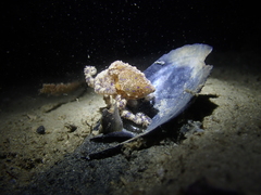 Hapalochlaena maculosa