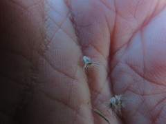 Enneapogon nigricans