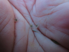 Enneapogon nigricans