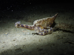 Hapalochlaena maculosa