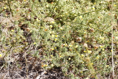 Aspalathus divaricata divaricata