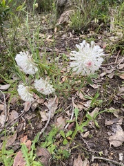 Pimelea spectabilis