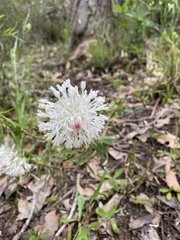 Pimelea spectabilis