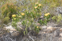 Leucospermum cuneiforme