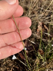 Juncus debilis