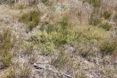 Aspalathus divaricata divaricata