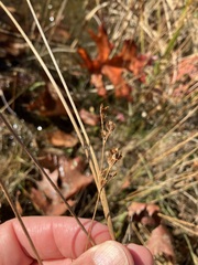 Juncus debilis
