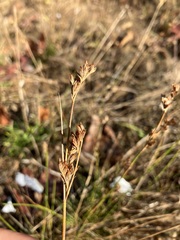 Juncus debilis